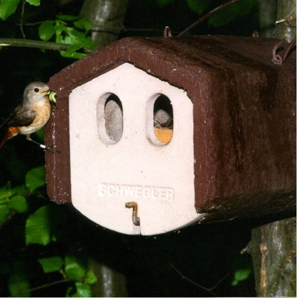 Vogelhaus richtig anbringen - Anbringung an Gartenhaus & Überdachung
