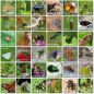 Preview: Merk-Spiel einheimische Insekten 36 Bildpaare