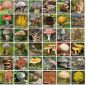 Preview: Merk-Spiel einheimische Pilze mit 36 Bildpaaren