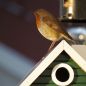 Preview: Wildlife Garden Schwedenhaus grün Vogel-/Futterhaus
