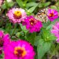 Preview: OwnGrown Schmetterlingstreff Blumenwiese Saatgut