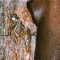 Preview: Schwegler Baumläuferhöhle Typ 2BN mit Katzen- und Marderschutz