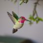 Preview: Annakolibri Holzvogel von Wildlife Garden fliegend