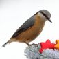 Preview: Vogelpfeifen Trio 3 Nester Vogellockpfeifen Sortiment Garten im Land