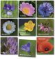 Preview: Merk-Spiel einheimische Blütenpflanzen 36 Bildpaare