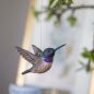 Preview: Schwarzkinnkolibri Holzvogel von Wildlife Garden fliegend