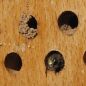 Preview: Schwegler Insektennistholz Insektenhotel Wildbienen