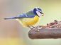 Preview: Vogelpfeife Blaumeise Vogellockpfeife