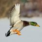 Preview: Vogelpfeifen 12 Nester Vogellockpfeifen Sortiment "Vögel Europas" mit VITRINE