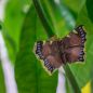 Preview: Trauermantel handgeschnitzter Schmetterling mit Magnet