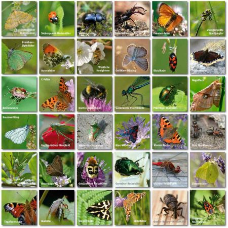 Merk-Spiel einheimische Insekten 36 Bildpaare
