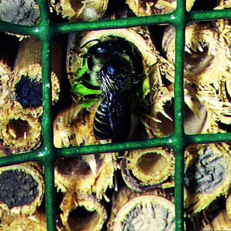 Schwegler Insektennistschilf mit Naturschilf Wildbienen Insektenhotel