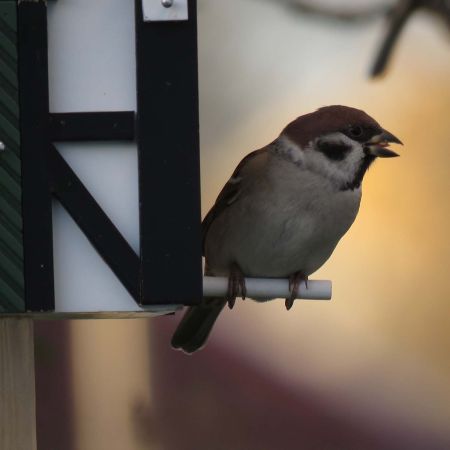 Wildlife Garden Fachwerkhaus schwarz-weiss Vogel-/Futterhaus