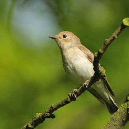 Vogelpfeifen 12 Nester Vogellockpfeifen Sortiment "Vögel Europas" mit VITRINE