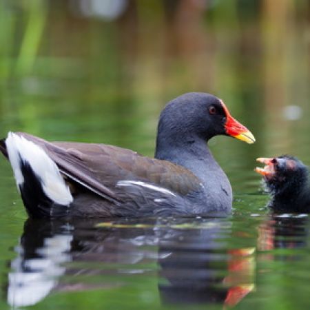 Vogelpfeifen 12 Nester Vogellockpfeifen Sortiment "Vögel Europas" mit VITRINE