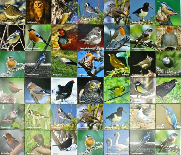Merk-Spiel einheimische Vögel Vogelkunde 36 Bildpaare