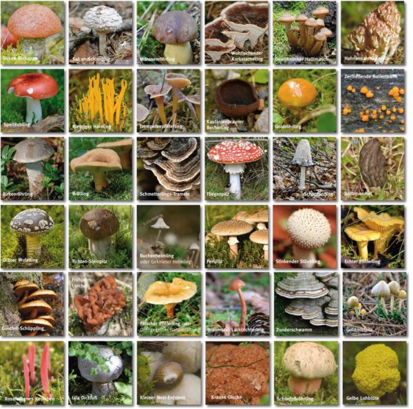 Merk-Spiel einheimische Pilze mit 36 Bildpaaren