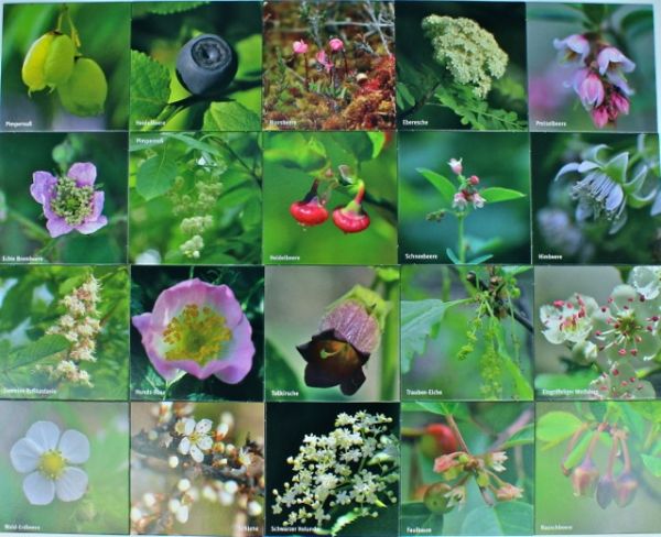 Merk-Spiel Blüte und Frucht 20 Bildpaare
