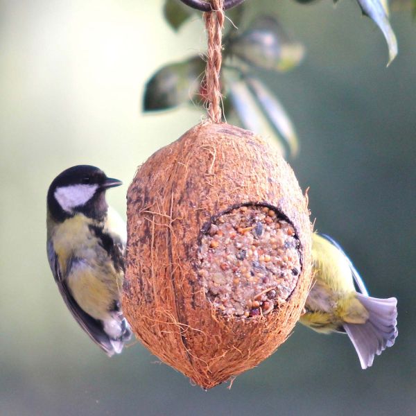 Pfiffikus Kokosnuss mit 3 Löchern gefüllt mit Vogelfutter