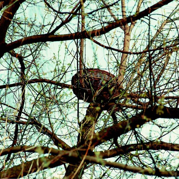 Schwegler Nistkorb 70 cm für Milan, Bussard, Habicht und Sperber