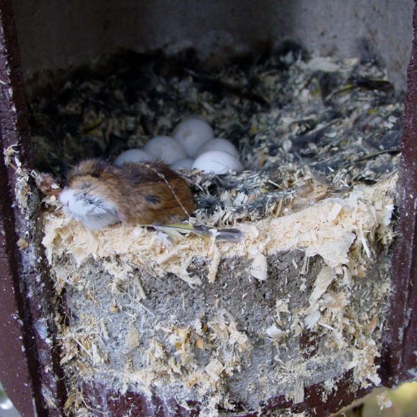 Schwegler Rauhfußkauz-/Hohltaubenhöhle Nr. 4