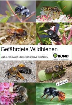 Gefährdete Wildbienen - BUND