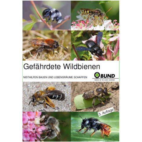 Gefährdete Wildbienen - BUND