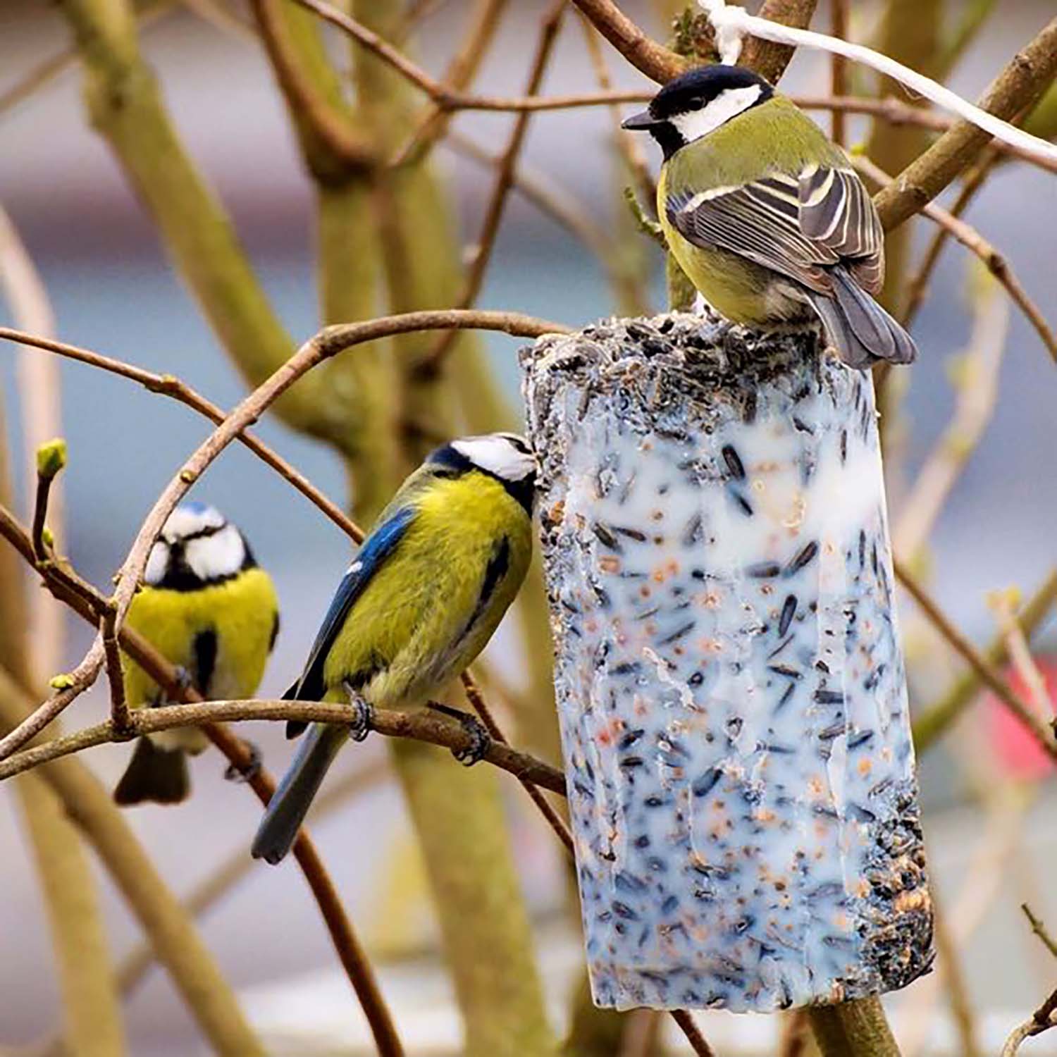 12 x Futter-Kolben zu 500g aus bestem Vogelfutter und Rindertalg im SPARPAKET