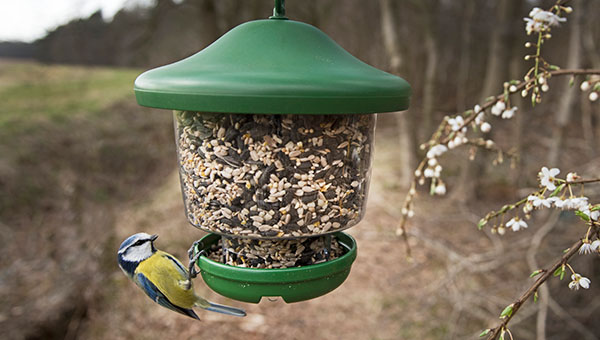 Vogelfütterung