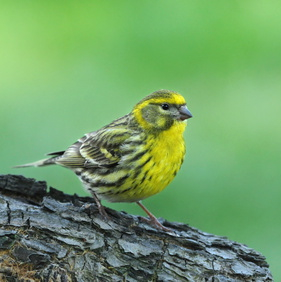 Vogelpfeife Girlitz