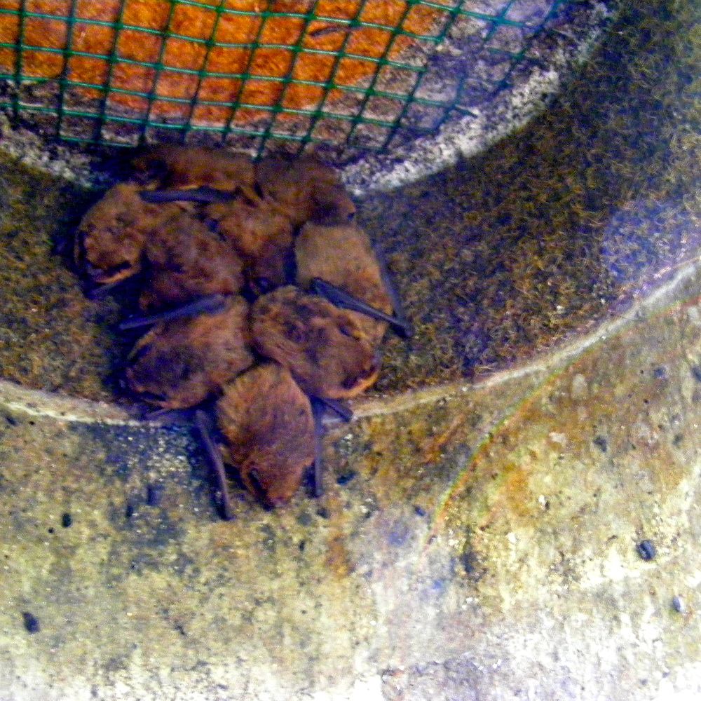 Schwegler Fledermaus Großraumhöhle/Sommer 1FS