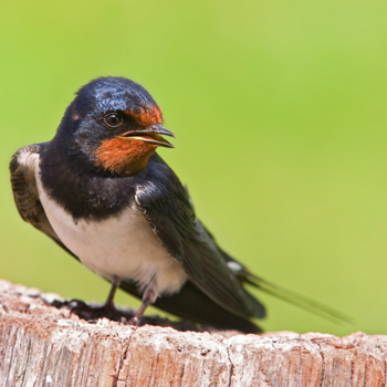 Vogelpfeife Rauchschwalbe