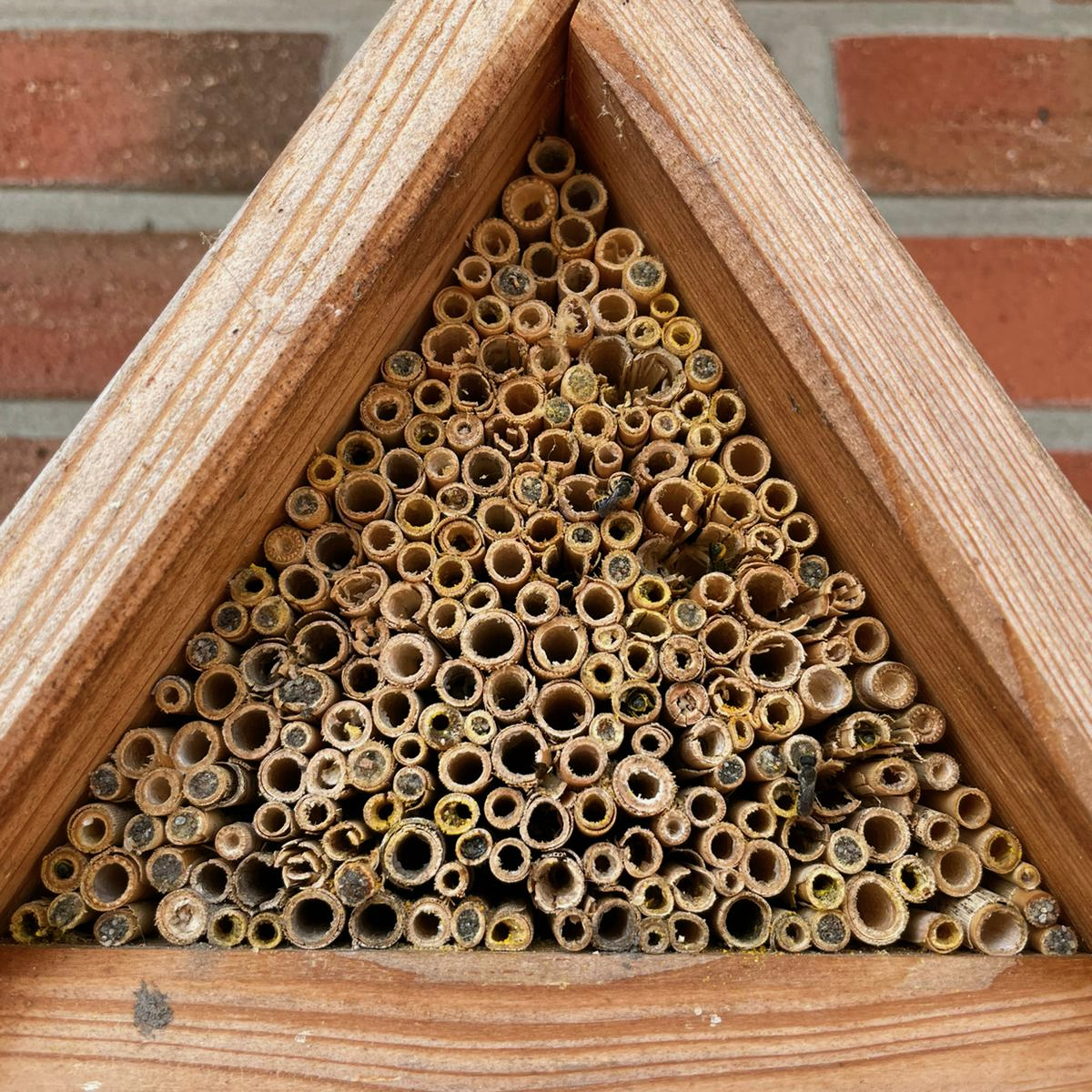 Bienenhotel klein Rotenburger Werke Insektenhotel für Wildbienen