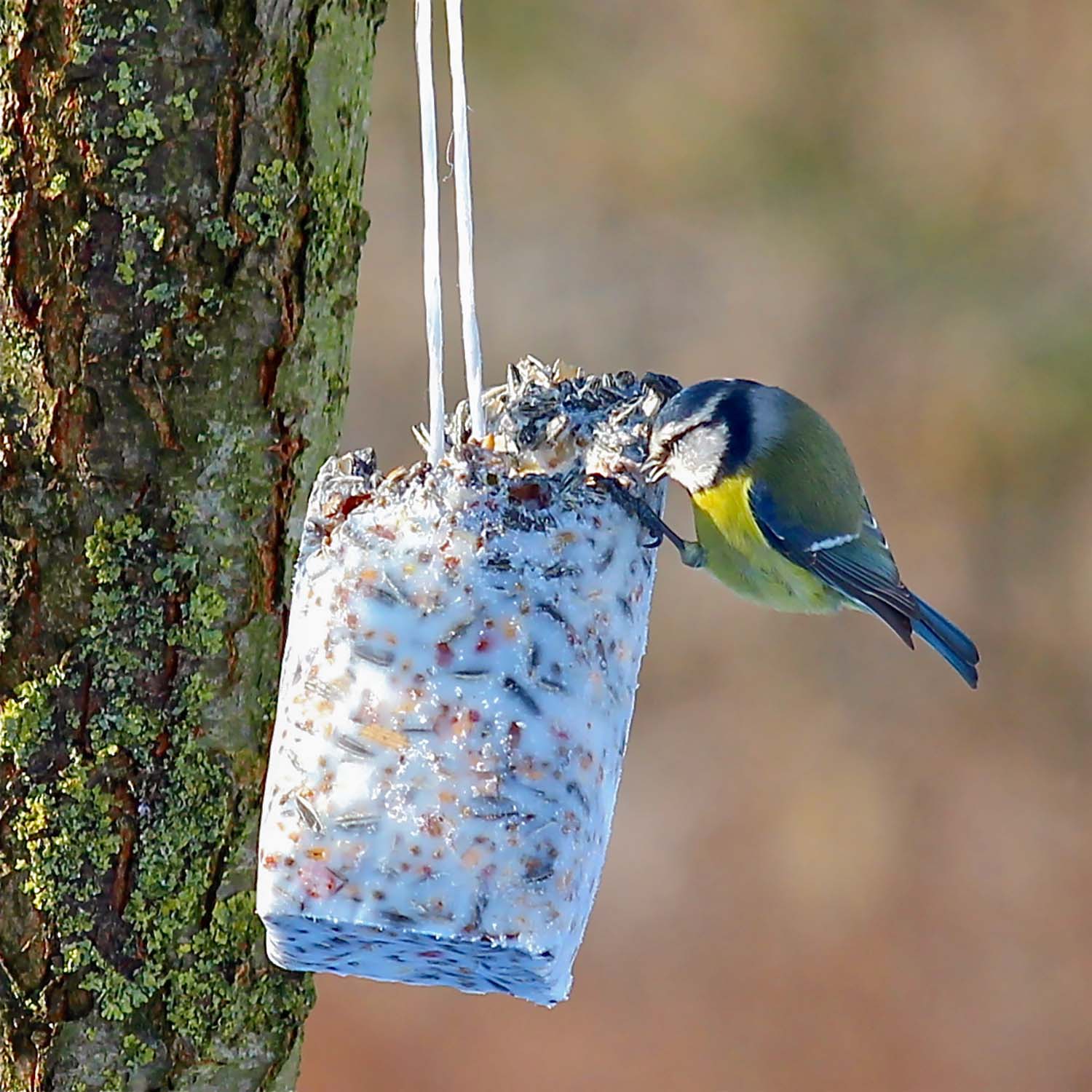 12 x Futter-Kolben zu 500g aus bestem Vogelfutter und Rindertalg im SPARPAKET