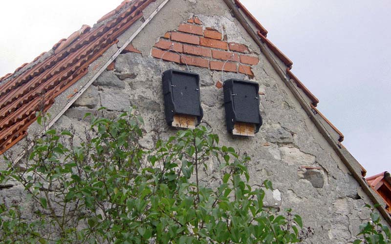 Fledermauskasten richtig aufhängen