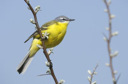 Vogelpfeife Schafstelze und Bachstelze
