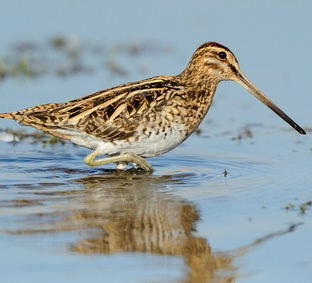 Vogelpfeife Waldschnepfe