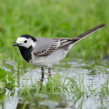 Vogelpfeife Schafstelze und Bachstelze
