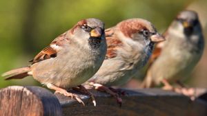 Spatz / Haussperling