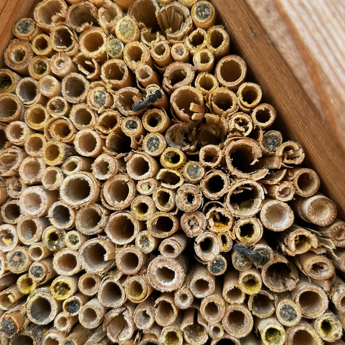 Bienenhotel klein Rotenburger Werke Insektenhotel für Wildbienen