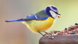 Blaumeise