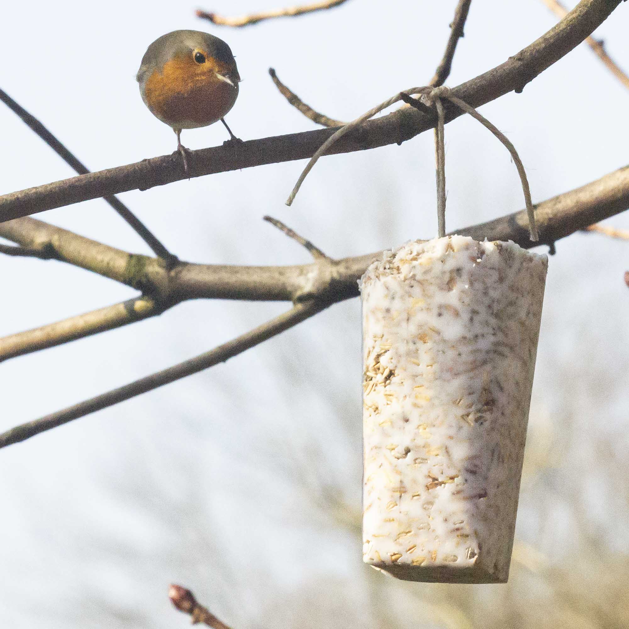 12 x schalenfreie Futterkolben mit Insekten je 500g