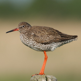 Vogelpfeife Rotschenkel