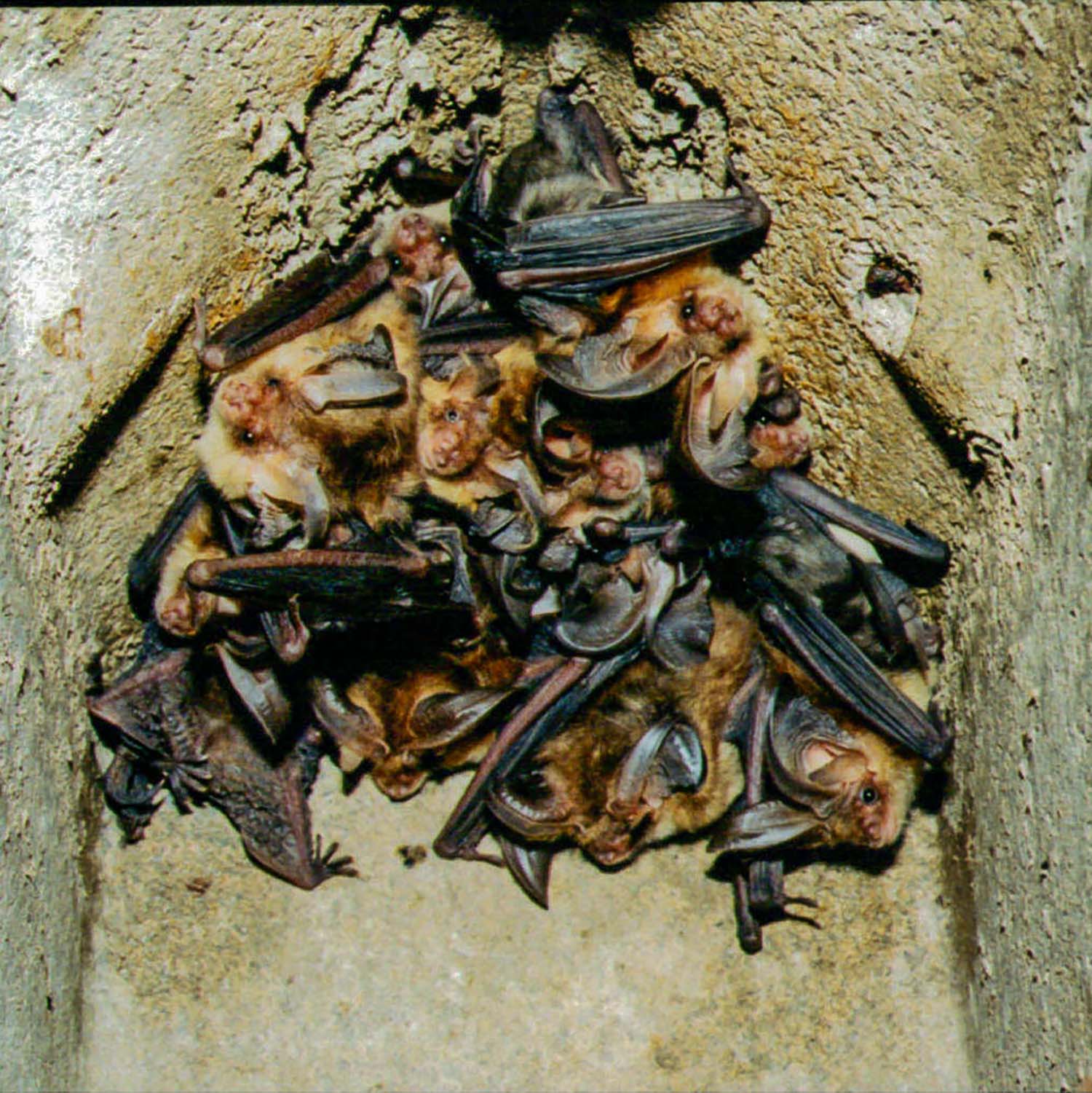 Schwegler Nisthöhle 2GR oval mit Katzen- und Marderschutz