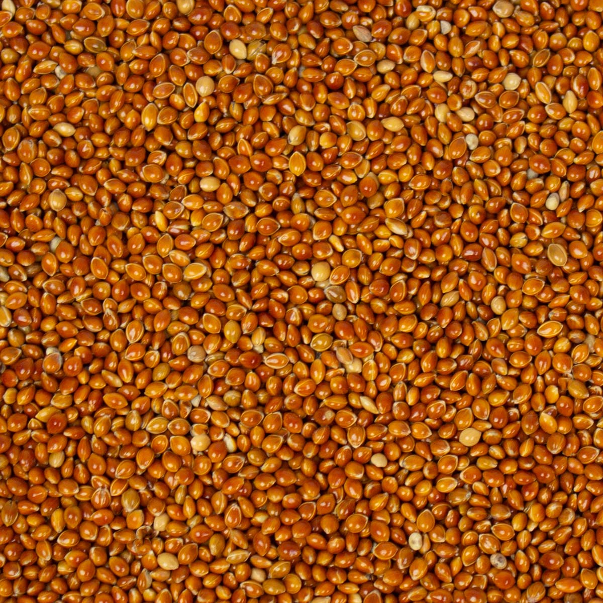 rote Hirse