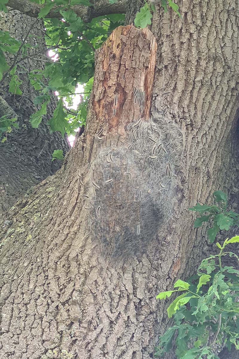 Eichenprozessionsspinner Nest im Baum