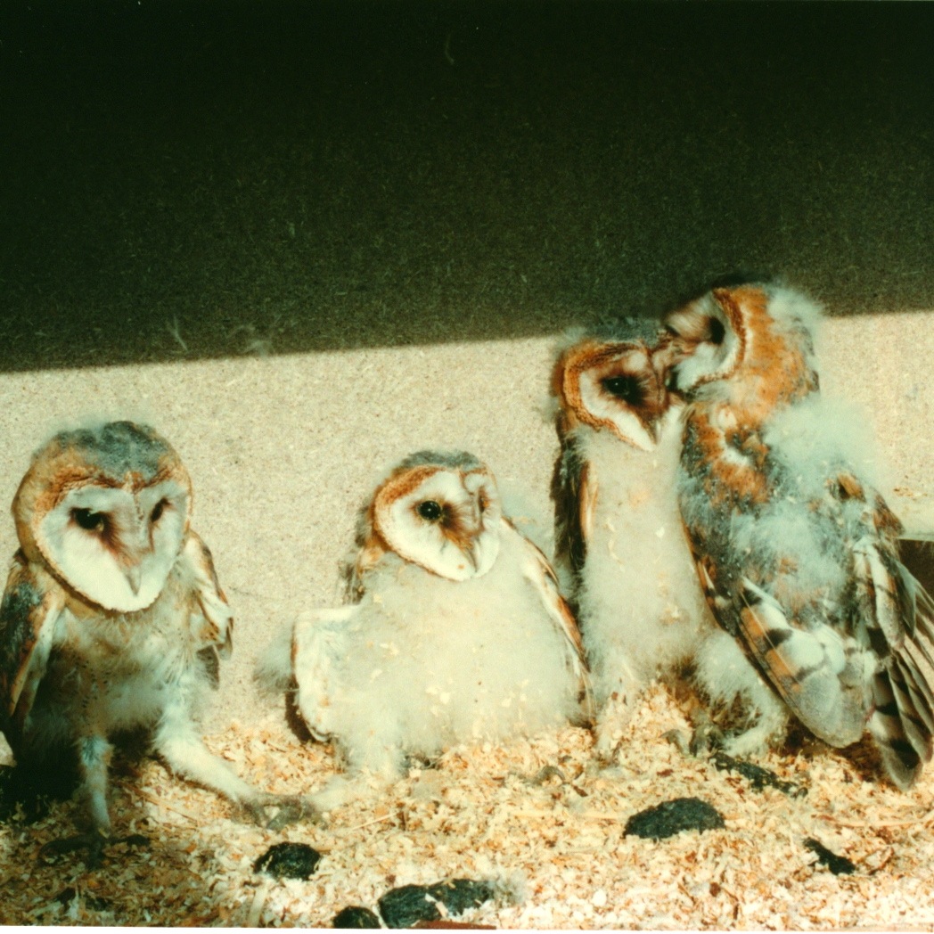 Schwegler Schleiereulenkasten Nr. 23