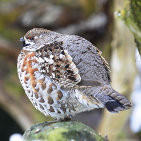 Vogelpfeife Haselhuhn
