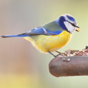 Blaumeise