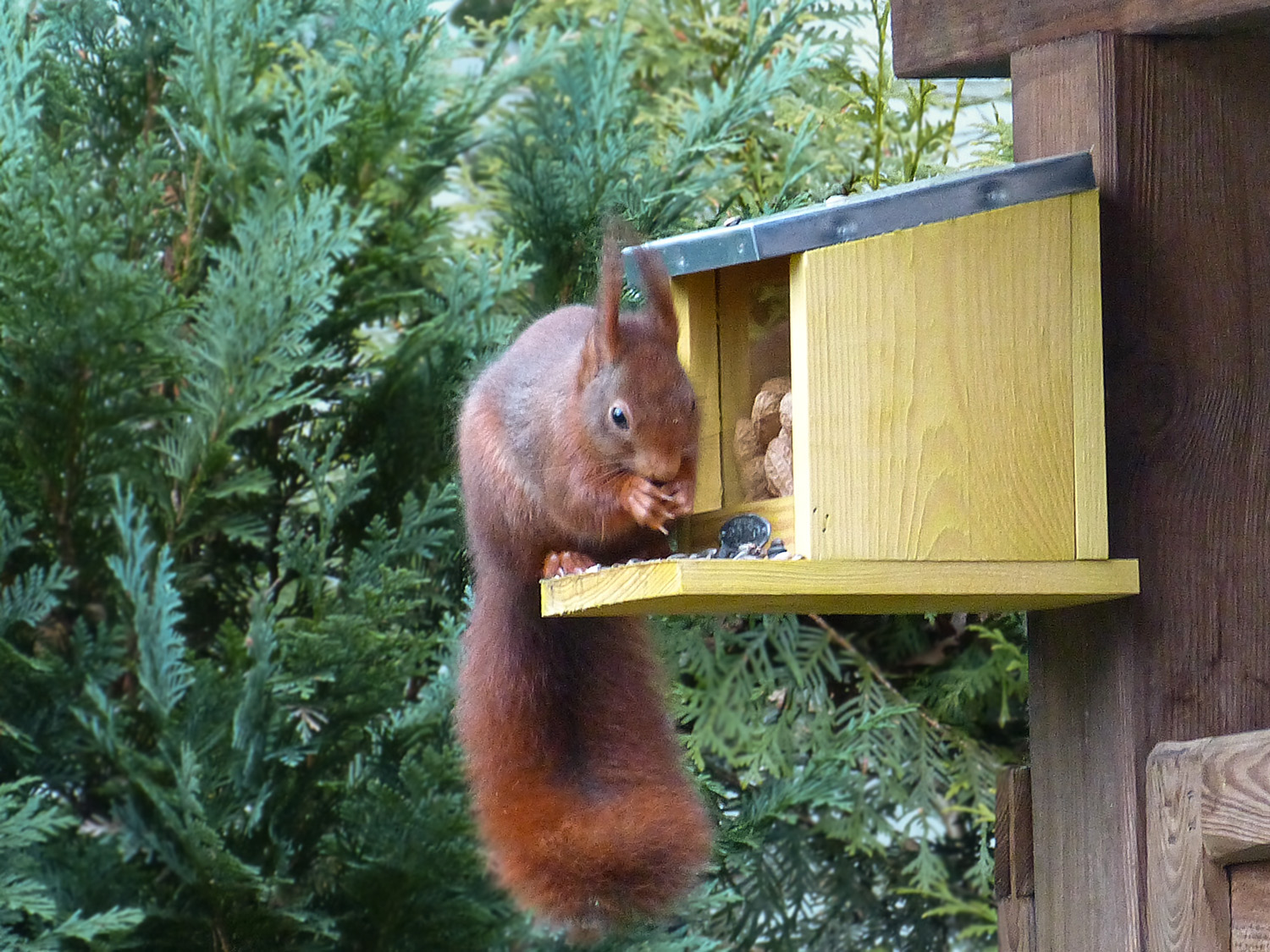 Eichhörnchen – Futter...